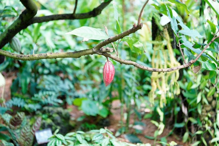 捨てるはずだったカカオを、農家を、そして地球を救う「LIFE OF CACAO」。食が変える未来と、カカオの可能性とは？