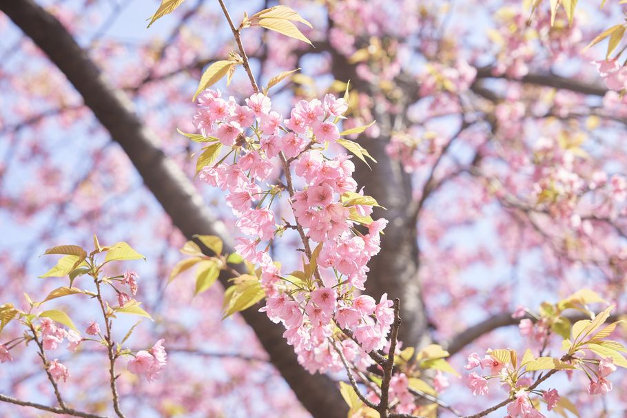 “桜もち”って東京発祥だったんだ！隅田川のほとりで「長命寺桜もち 山本や」が作り続ける300年の味とその歴史.あの著名人も愛食。江戸時代の詩人・浮世絵にも描かれた“桜もち”の人気ぶり