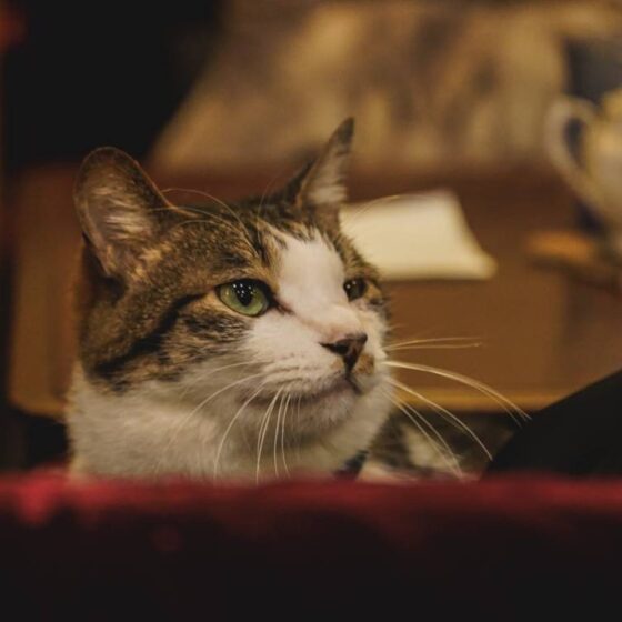 看板猫に会いに若者が殺到する「カフェアルル」(新宿)。幻想的な老舗喫茶の「今」とは？