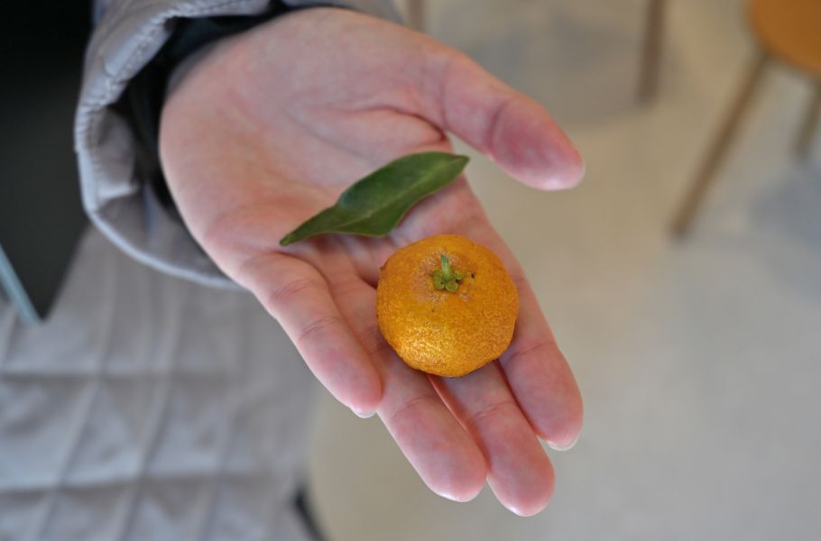 300年の老舗が紡ぐ、新たな奈良スイーツ文化—「奈良御菓子製造所 ocasi」で味わう三つの菓子