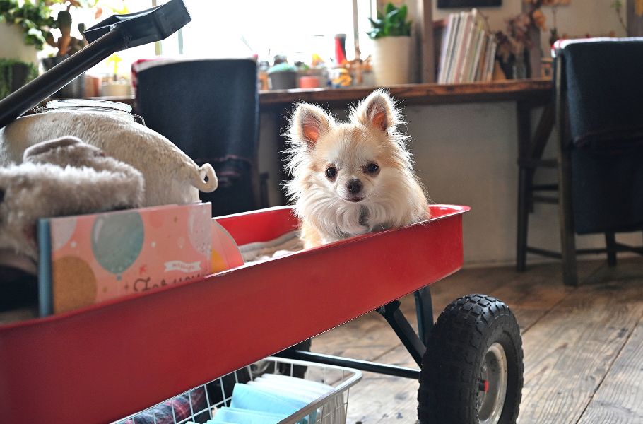 【予約は3分で満席！？】大阪・靱公園の「cocoo cafe（コクウカフェ）」の“非公開日替わりのリアルガチャかき氷”が想像を超えてくる…！